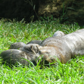 Nutria zoológico cali