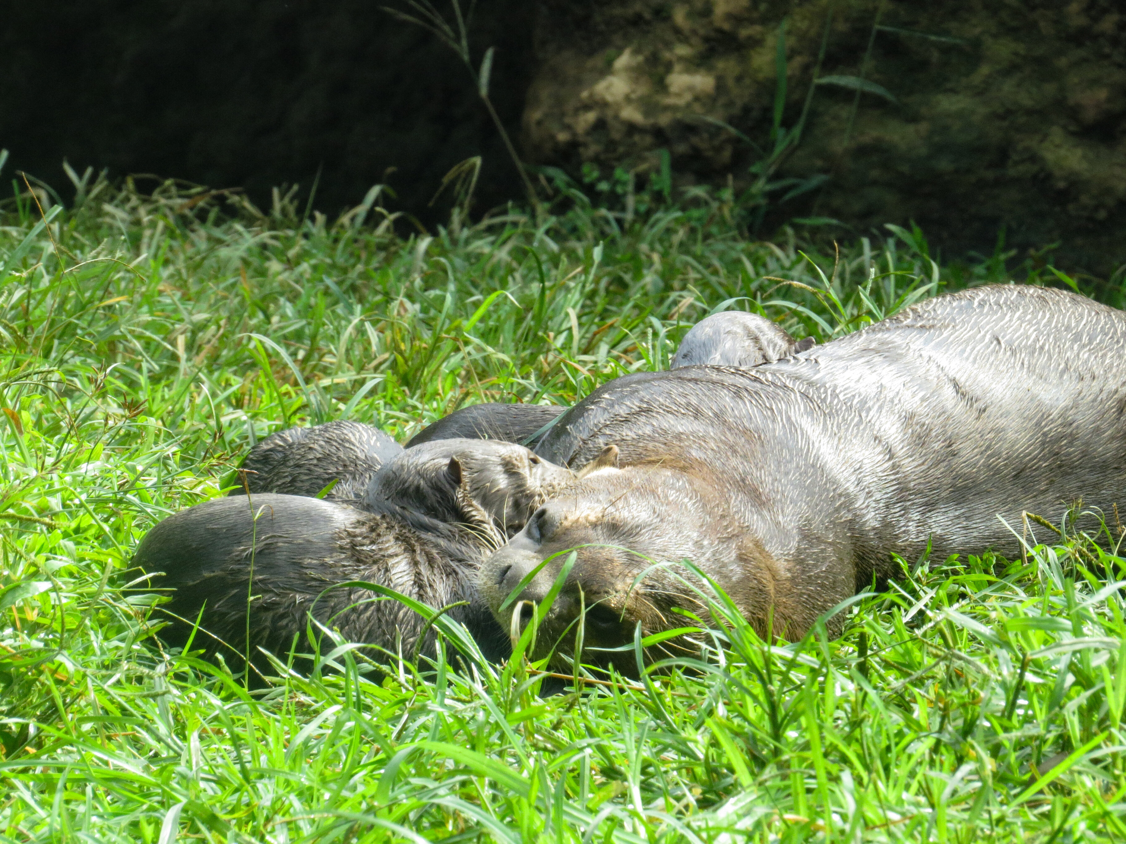 Nutria zoológico cali