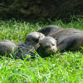 Nutria zoológico cali