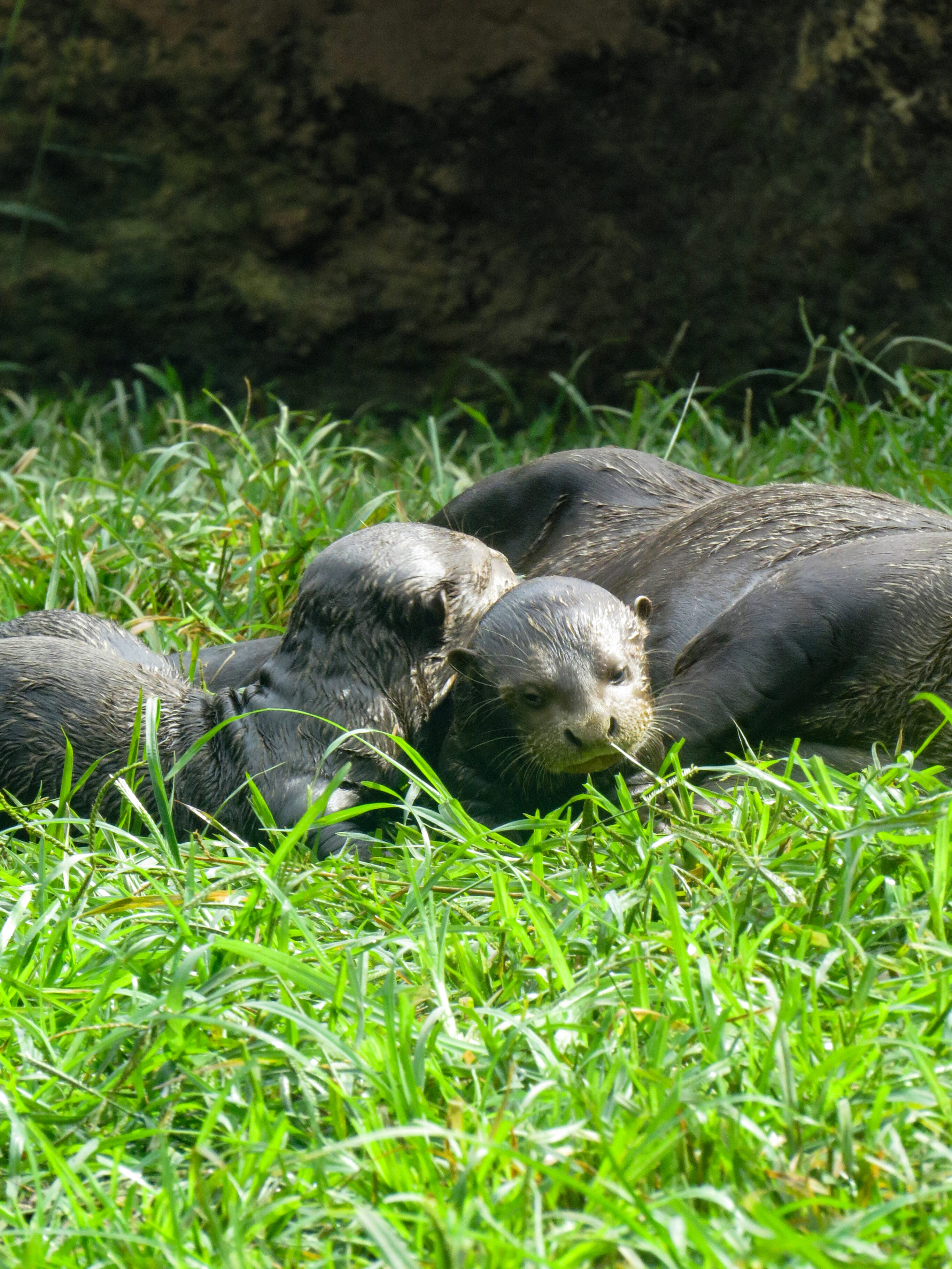 Nutria zoológico cali