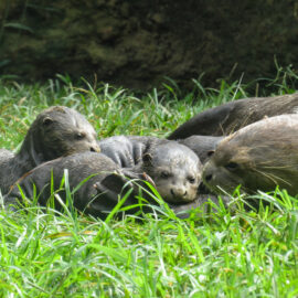 Nutria zoológico cali