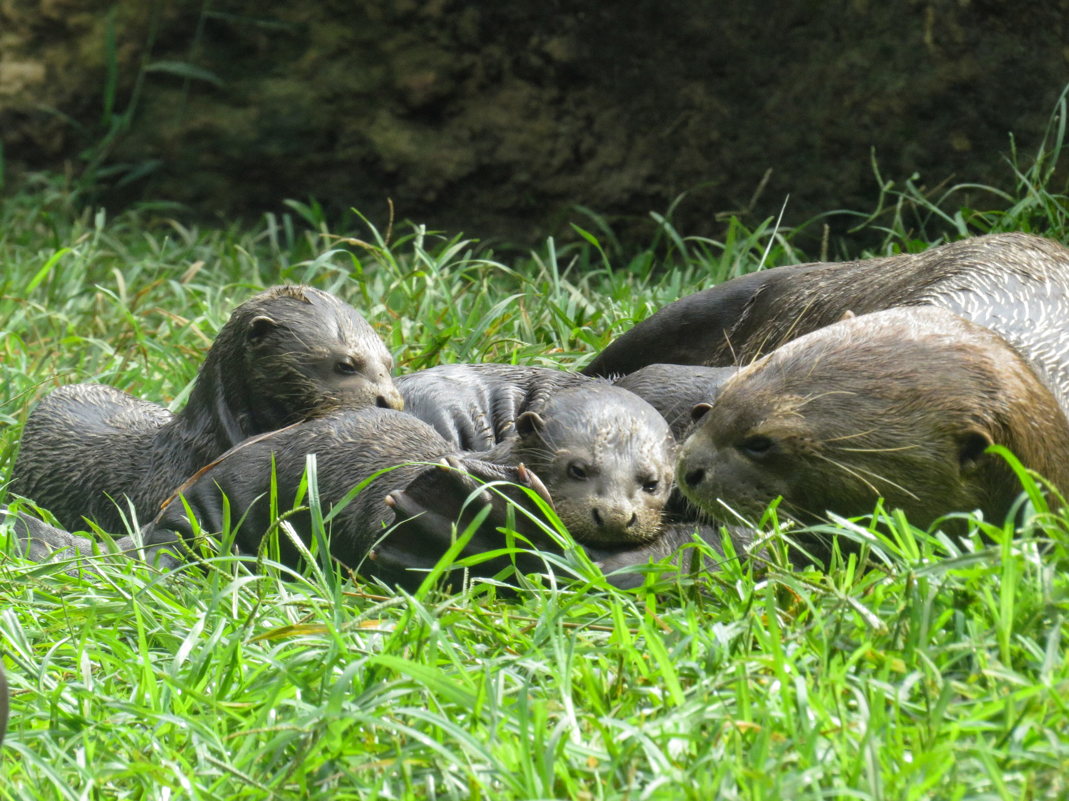 Nutria zoológico cali