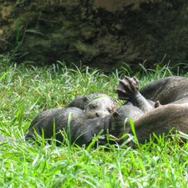 Nutria zoológico cali