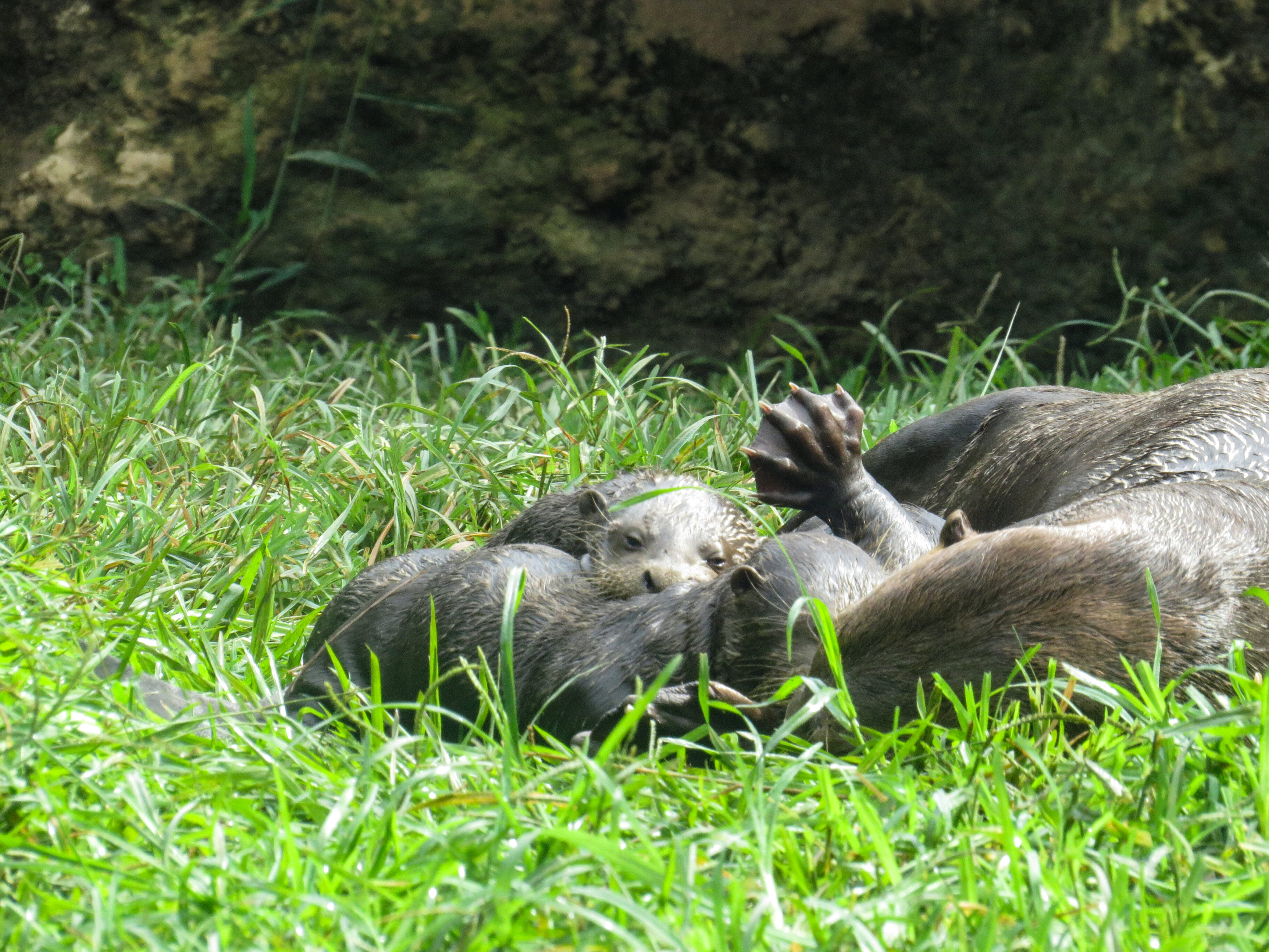 Nutria zoológico cali