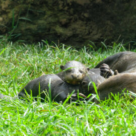 Nutria zoológico cali