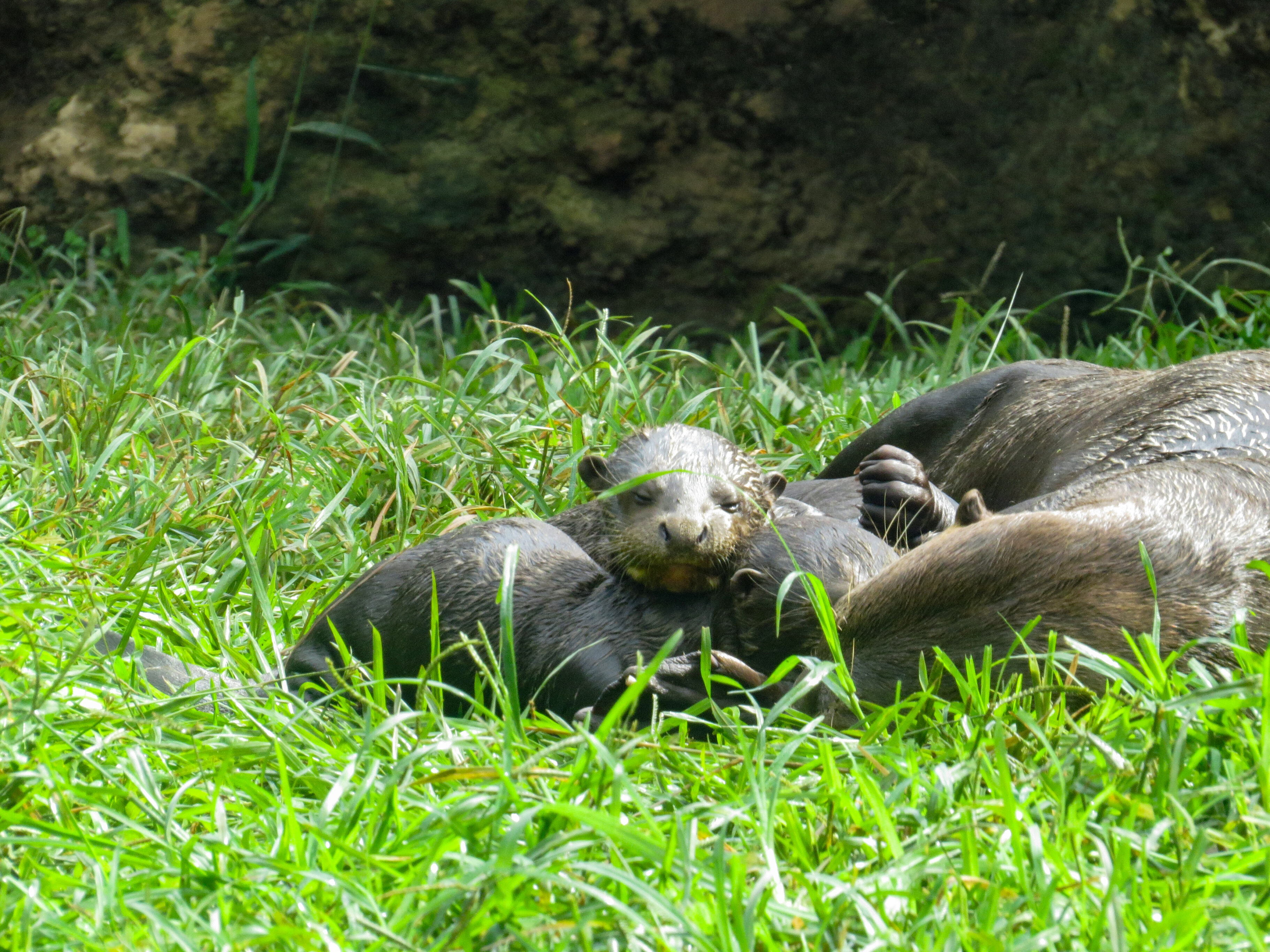Nutria zoológico cali
