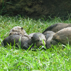 Nutria zoológico cali