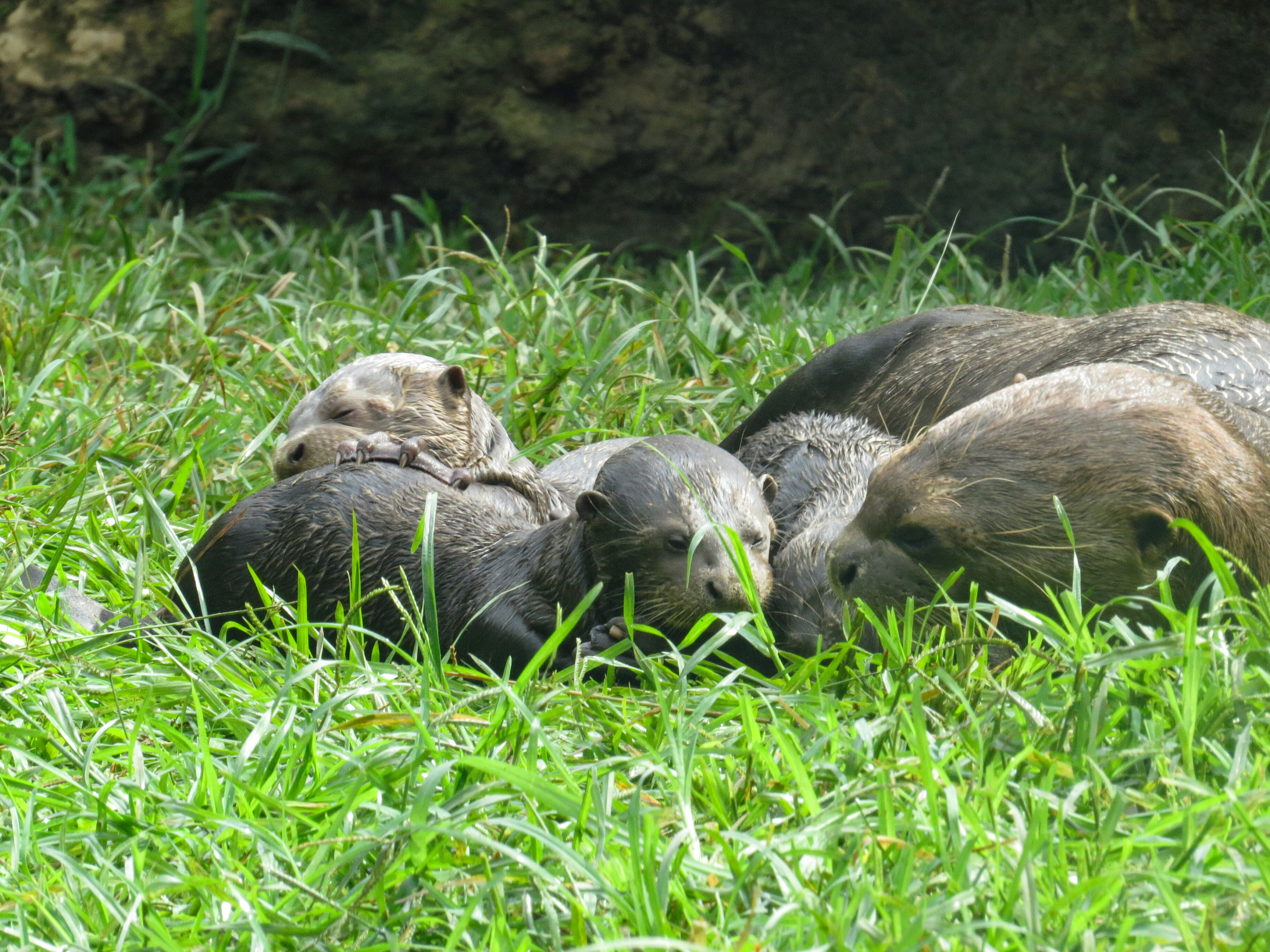 Nutria zoológico cali
