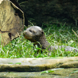 Nutria zoológico cali