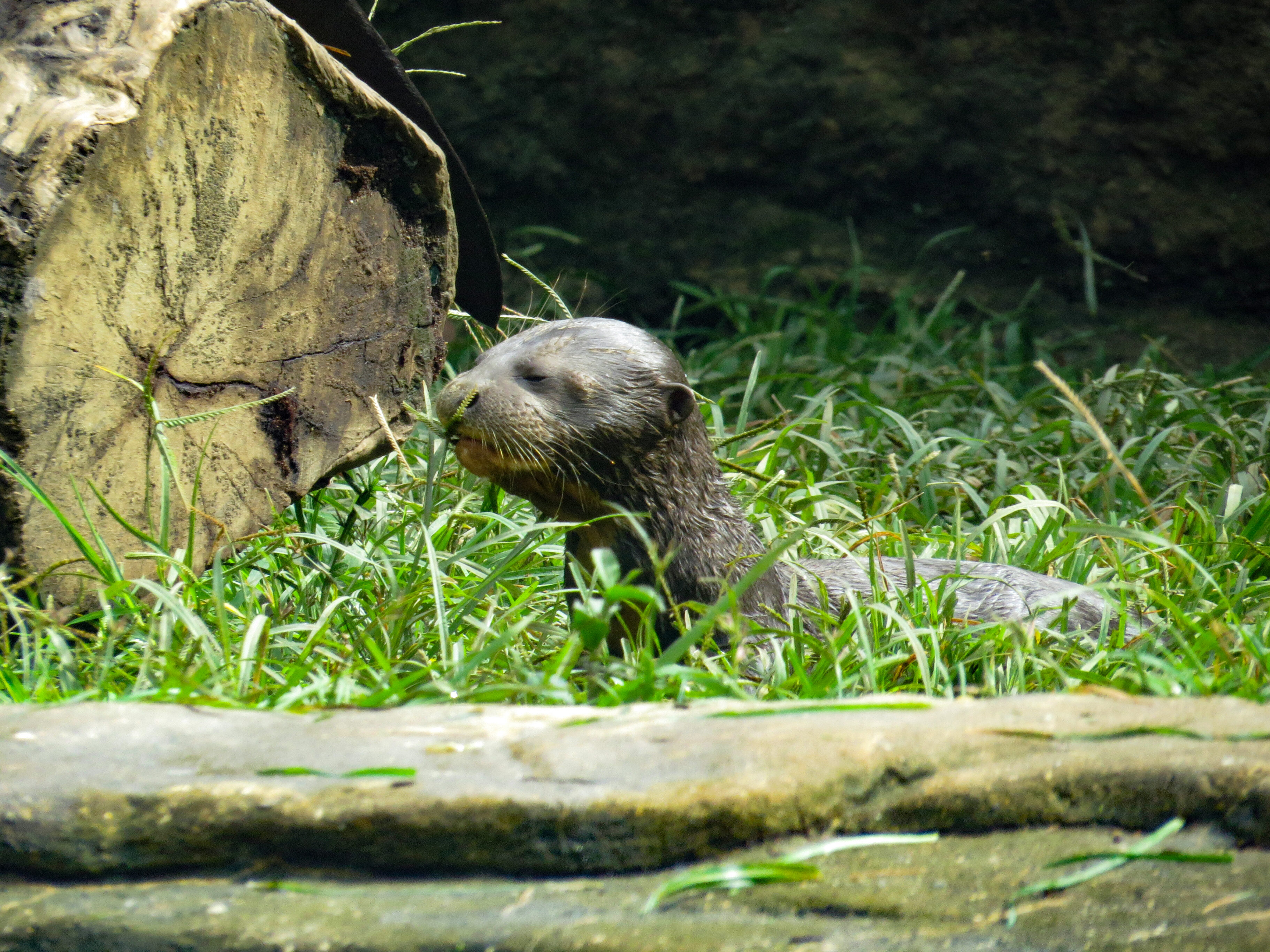Nutria zoológico cali