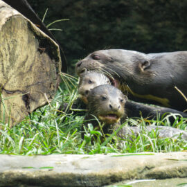 Nutria zoológico cali