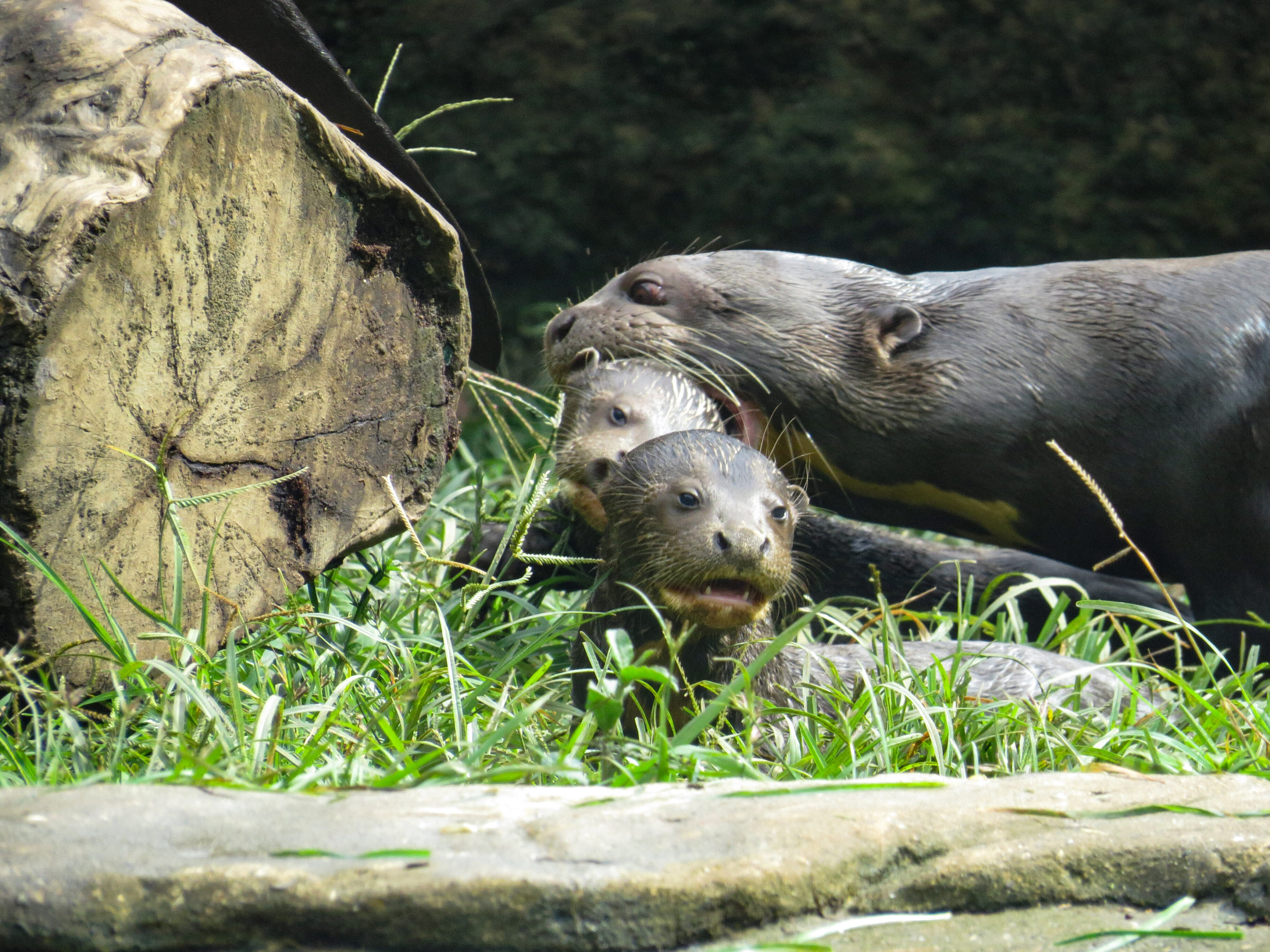 Nutria zoológico cali