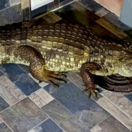 Rescatan babilla en Cartago y será reubicada en santuario de Buenaventura