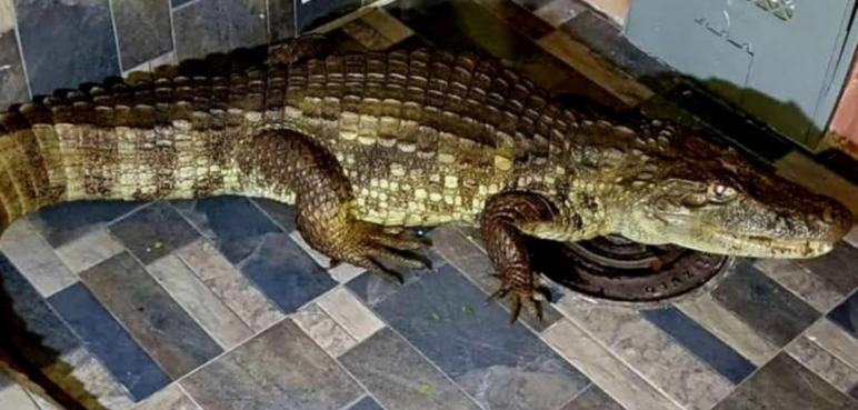 Rescatan babilla en Cartago y será reubicada en santuario de Buenaventura