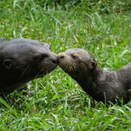 Conozca los adorables cachorros de nutria gigante del Zoológico de Cali