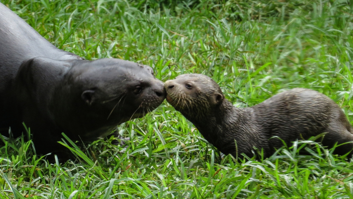 Conozca los adorables cachorros de nutria gigante del Zoológico de Cali
