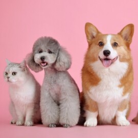 Jornada de esterilización animal gratuita en Cali: ¿cómo participar?