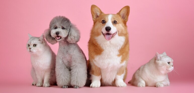 Jornada de esterilización animal gratuita en Cali: ¿cómo participar?