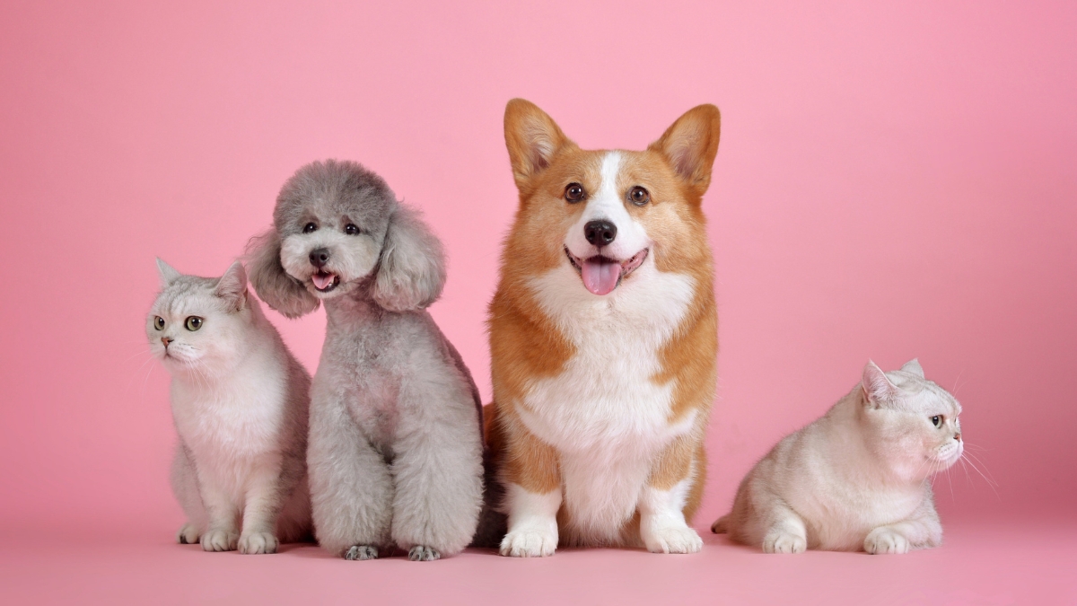 Jornada de esterilización animal gratuita en Cali: ¿cómo participar?