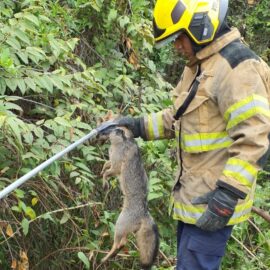 Así fue el rescate de un zorro en Cali; estaba atrapado