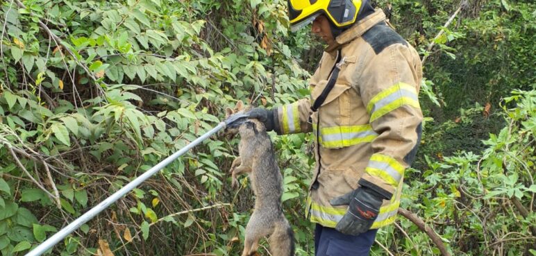 Así fue el rescate de un zorro en Cali; estaba atrapado