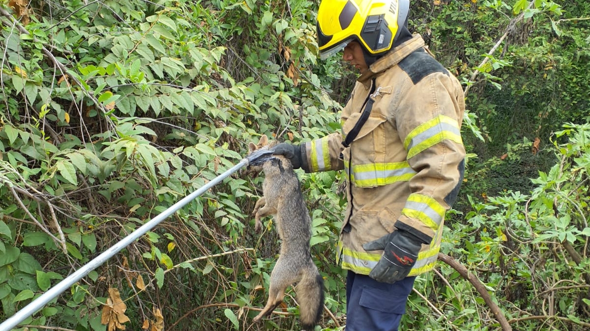 Así fue el rescate de un zorro en Cali; estaba atrapado