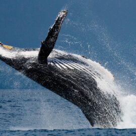 Joven fue tragado por una ballena en Magallanes, Chile