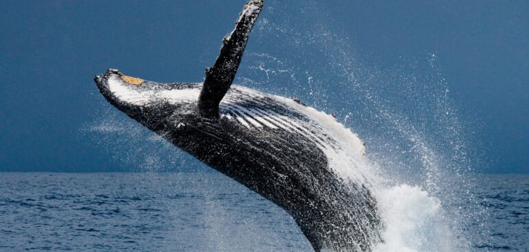 Joven fue tragado por una ballena en Magallanes, Chile