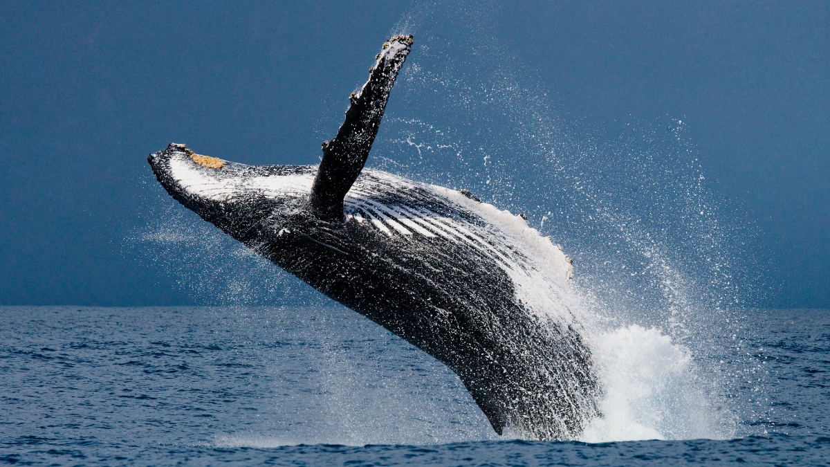 Joven fue tragado por una ballena en Magallanes, Chile