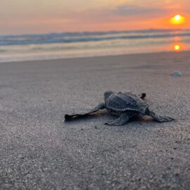 Tortugas Guatemala