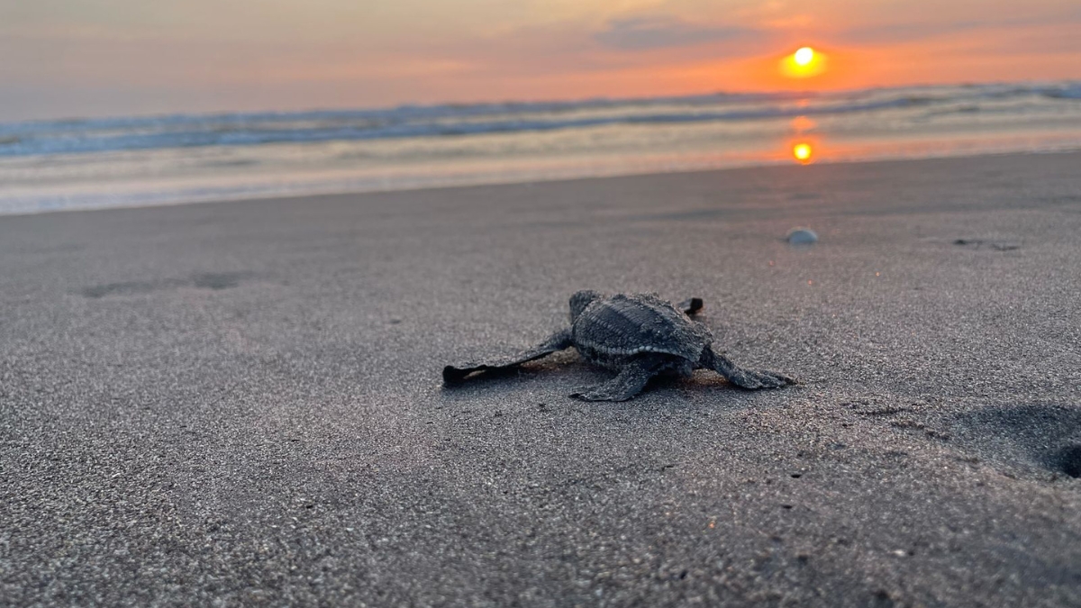 Liberaron a 26 bebés de tortuga marina en playa del Pacífico