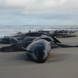 Tragedia en Australia, Tasmania: más de 150 ballenas mueren tras quedar varadas en playa remota