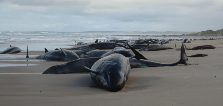 Tragedia en Australia, Tasmania: más de 150 ballenas mueren tras quedar varadas en playa remota