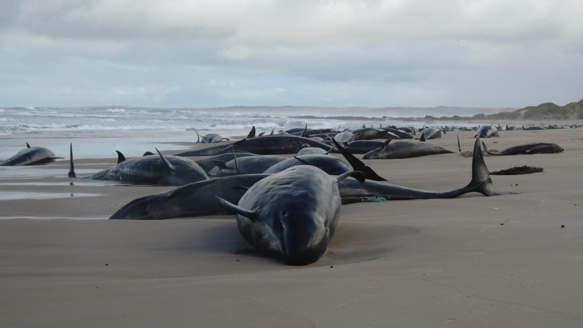 Tragedia en Australia, Tasmania: más de 150 ballenas mueren tras quedar varadas en playa remota