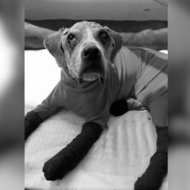 Falleció Ángel, el perrito que inspiró la creación de una ley contra maltrato animal