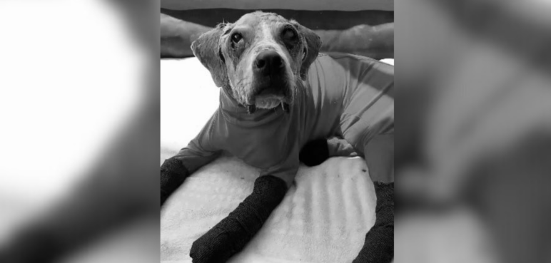 Falleció Ángel, el perrito que inspiró la creación de una ley contra maltrato animal