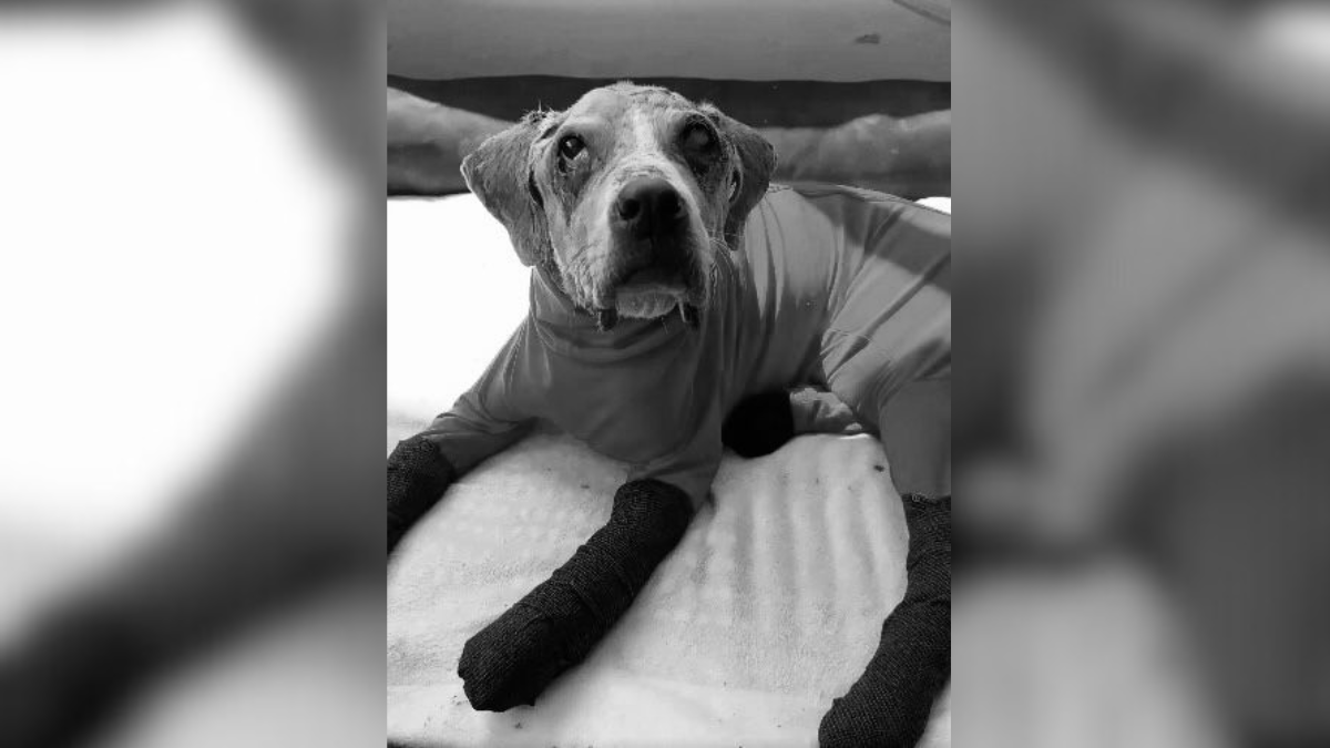Falleció Ángel, el perrito que inspiró la creación de una ley contra maltrato animal