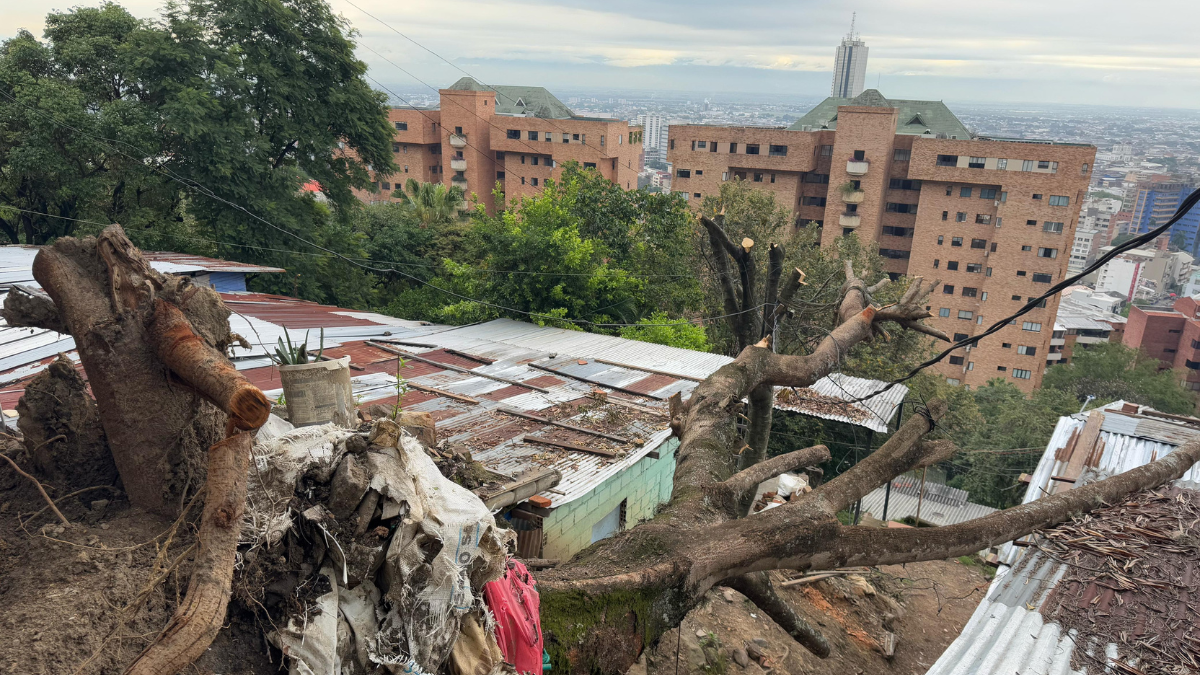 Seis días sin respuesta: comunidad de Bataclán pide ayuda tras caída de árbol sobre vivienda