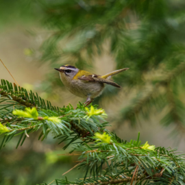 Colombia Birdfair 2025 en Cali: ¿dónde y cuándo será? Habrá eventos gratuitos