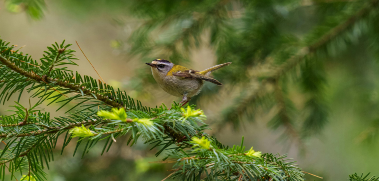 Colombia Birdfair 2025 en Cali: ¿dónde y cuándo será? Habrá eventos gratuitos