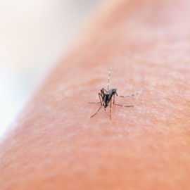 Valle del Cauca mantiene medidas contra el dengue: la epidemia aún no ha cerrado