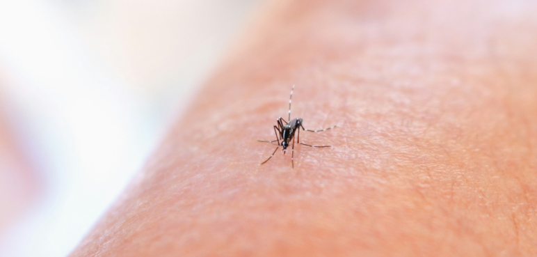 Valle del Cauca mantiene medidas contra el dengue: la epidemia aún no ha cerrado