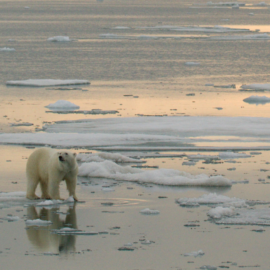 Captan primeros pasos de cachorros de oso polar: momento clave para su supervivencia