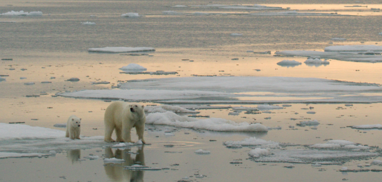 Captan primeros pasos de cachorros de oso polar: momento clave para su supervivencia