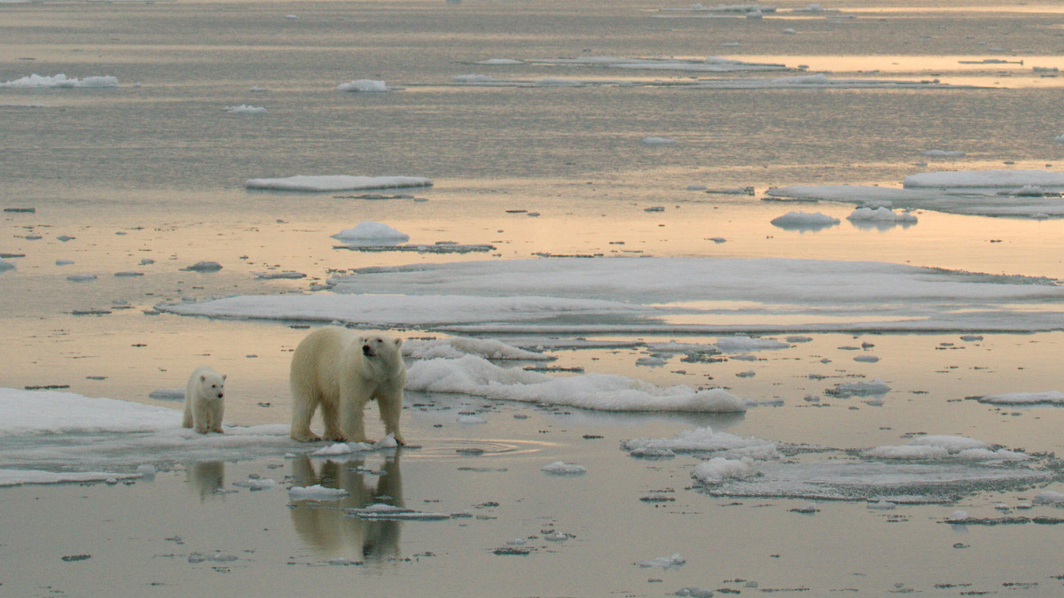 Captan primeros pasos de cachorros de oso polar: momento clave para su supervivencia
