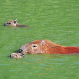 Capibaras verdes en Argentina, ¿a qué se debe este fenómeno?