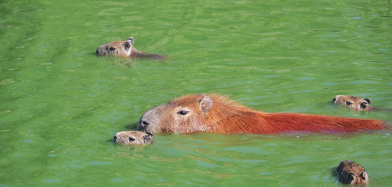 Capibaras verdes en Argentina, ¿a qué se debe este fenómeno?