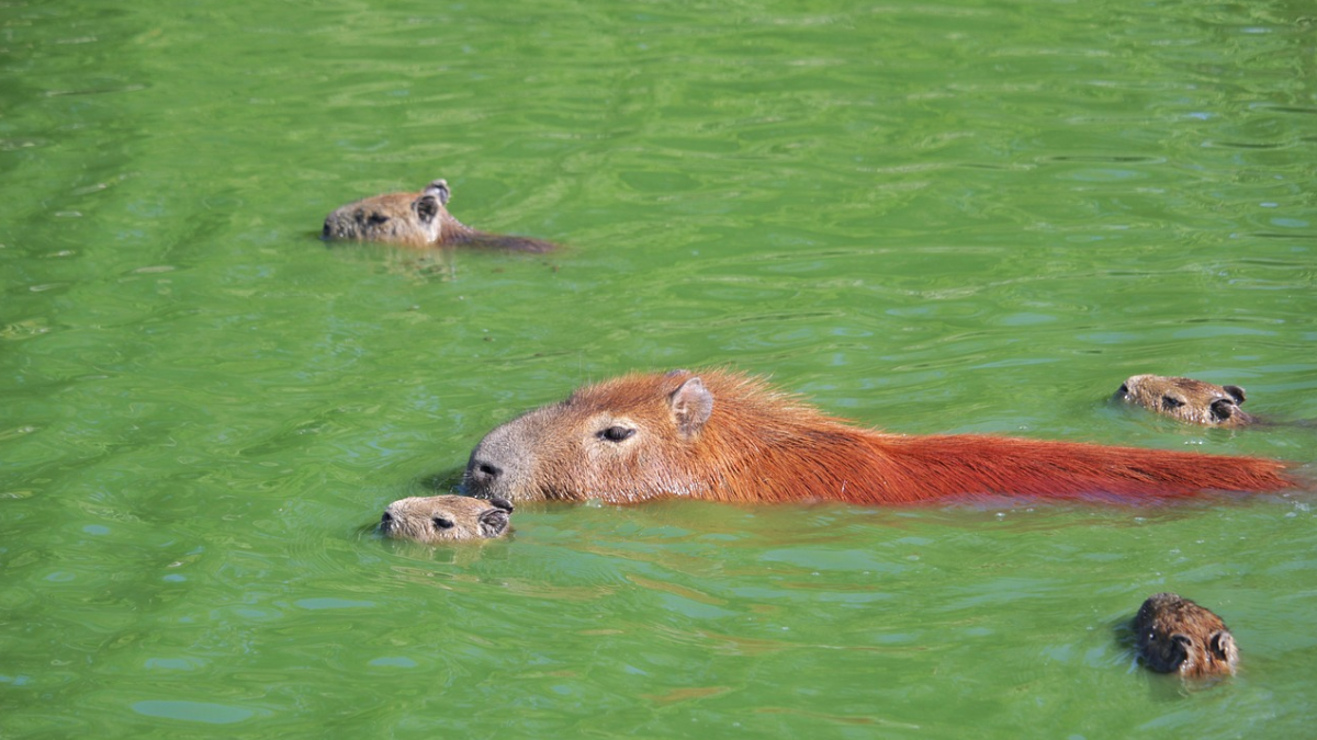 Capibaras verdes en Argentina, ¿a qué se debe este fenómeno?