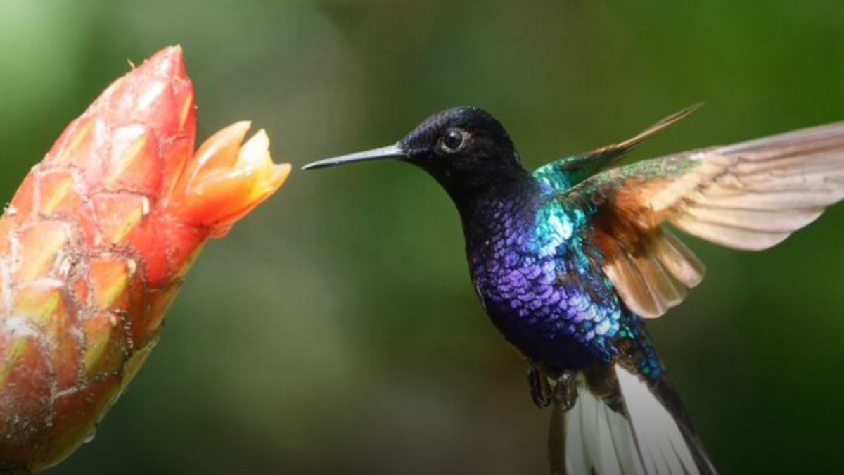 El paraíso de la biodiversidad en el Valle del Cauca