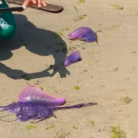 Alerta en Santa Marta por presencia de fragata portuguesa: restringen acceso a esta playa